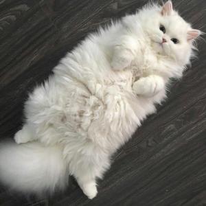 Капуста