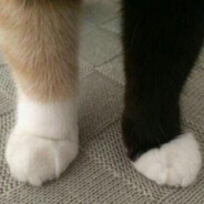 Клешня<3 МурМяу